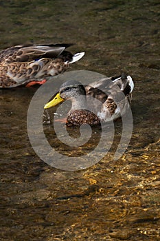 Duck in the pond