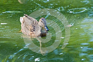 Duck on the pond
