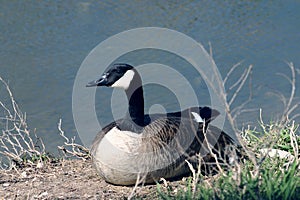 Duck by Pond