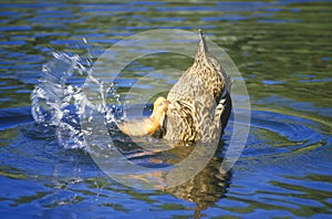 Duck on pond, Apache Canyon, Santa Fe, NM