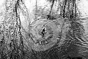 A duck in a pond with beautiful textures created by tree reflections and water ripples