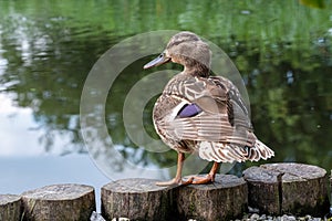 Duck by pond at the Botanic Garden of the Jagiellonian University, Krakow, Poland.