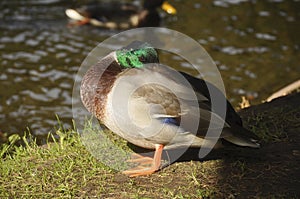 Duck on the pond close-up. Bird, wildlife, birds, animals, beauty