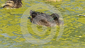 Duck in a pond covered in green slime, on a hot summer day