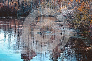 Duck on a pond during the fall