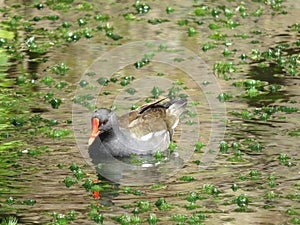 Duck on the pond photo