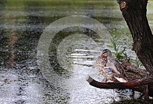 Duck on a pond in the Park. Duck in nature. A cute duck is sitting on a tree branch on the Bank near the water