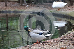 Duck in the pond - Portugal