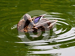 Duck in pond, preening feathers