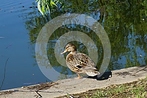 Duck on a pond's edge