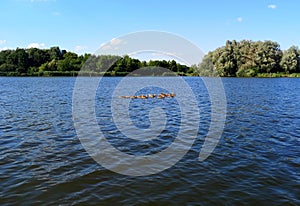 A duck on a pond. Summer landscape