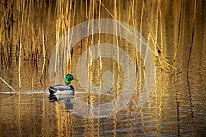 Duck on pond summer spring reflections reeds movement swimming