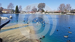 Duck pond in Temecula California
