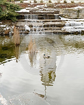 Duck in a pond with waterfall reflection photo