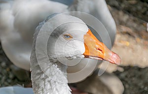 Duck portrait