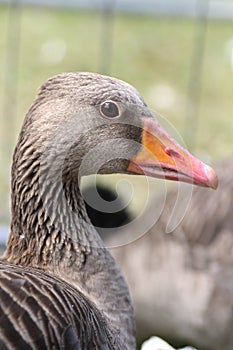 Duck portrait