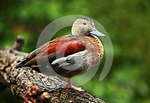 Duck portrait