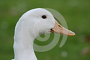 Duck portrait