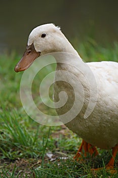 Duck Portrait