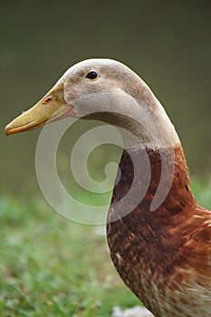 Duck Portrait