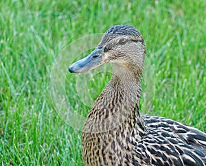 Duck portrait on the grass