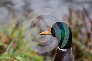 Duck portrait in grass