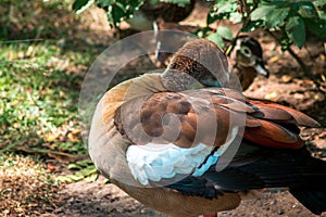 Duck preening feathers on a sunny summer day at the John Ball Zoo