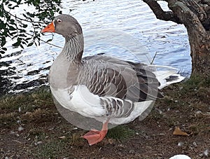 duck with puzzling look