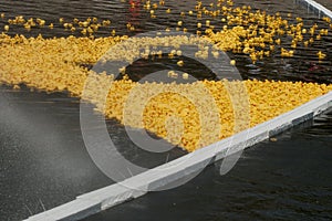 Start of a rubber duck toy race