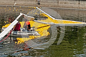 Start of a rubber duck toy race