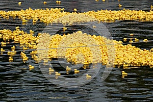 Start of a rubber duck toy race