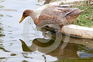 A duck is ready to dive on water