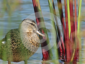 Duck Among the Reeds photo