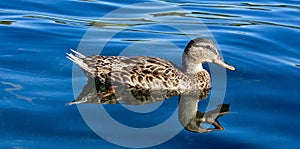 Duck & Refection