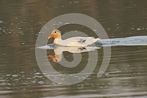 A Duck Reflected in Pond Water