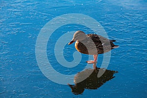 Duck reflection ice winter nature color water blue