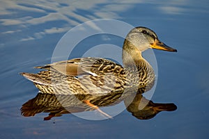 Duck reflexion on the water