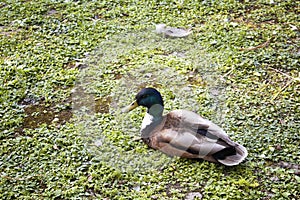 A duck rest on greenery floor