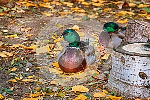 Duck Resting on the Ground