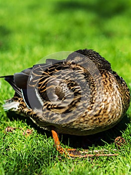Duck resting hiding its head among feathers