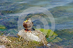 A duck is resting on a pond in the park