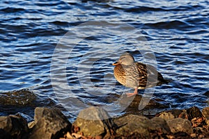 Duck Resting On A Rock