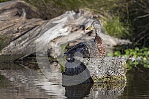 Duck resting in the sunshine on a log