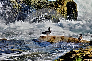 Duck at the rhine falls in Switzerland 20.5.2020