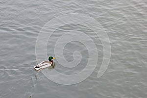 Duck on the river