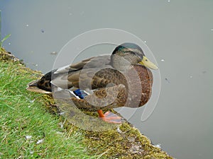 Duck on River Bank, Hatton, England