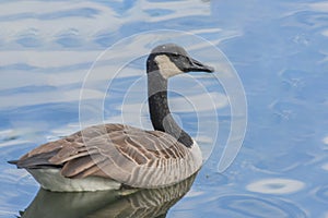 A duck in a river in fall with blue background
