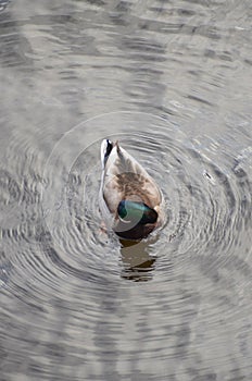 Duck in the River Niva