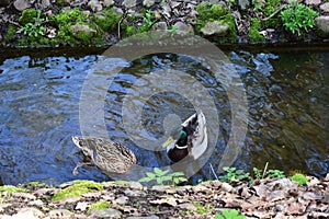 Duck on the river. The river in the forest. Summer.