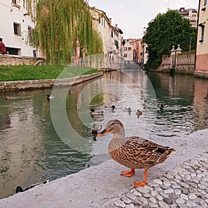 Duck by river in Treviso Italy